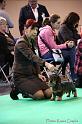 Crufts2011_2 629